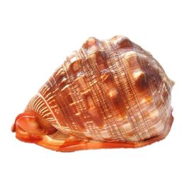 Natural Super Large Wanbao Snail French Snail Large Conch Landscaping (Option: Conch-17.5to18cm)